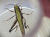 Chorthippus dorsatus dorsatus